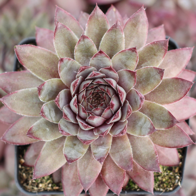 Sempervivum 'Grey Lady' (Mature) - April