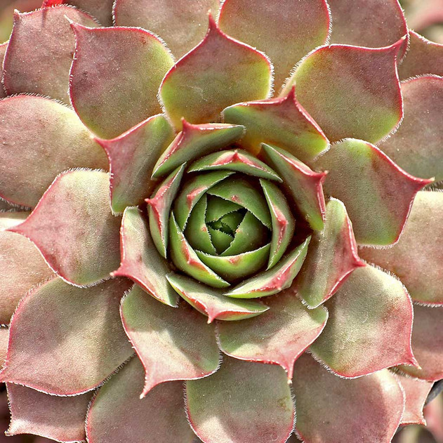 Chick Charms® Berry Blues™ (Outdoors) - December