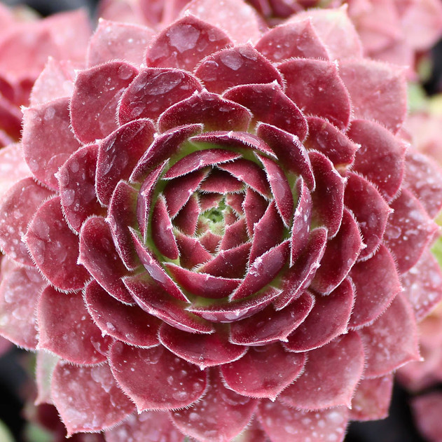 Chick Charms® Cherry Berry™ - Summer