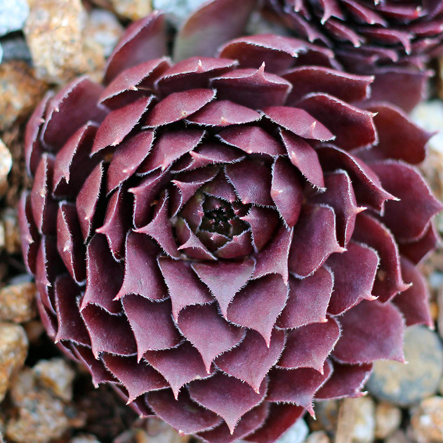 Chick Charms® Bing Cherry™ (Outdoors) - February