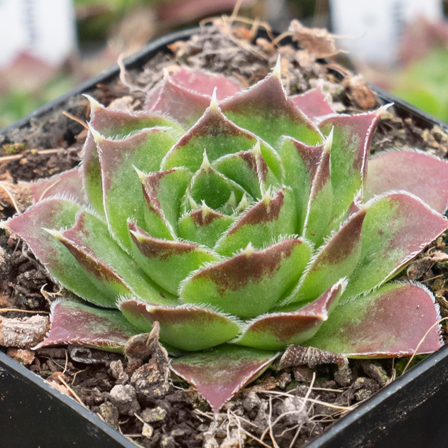 Sempervivum heuffelii 'Worstiana' - February