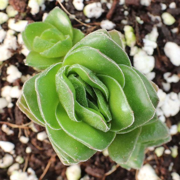 Crassula 'Buddha's Temple' [small] - Top View