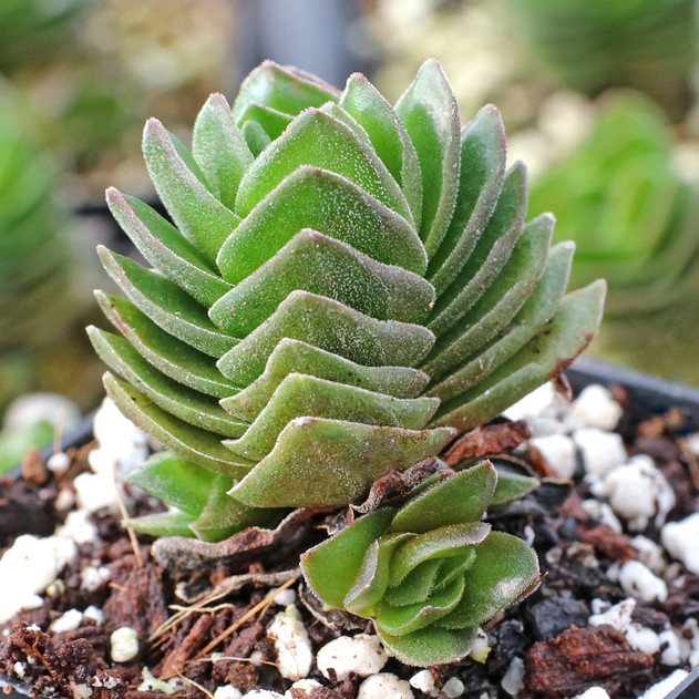 Crassula 'Buddha's Temple' [small]