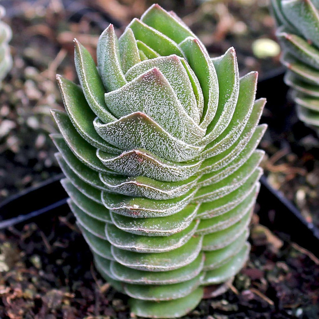 Crassula 'Buddha's Temple' (1 year of growth)