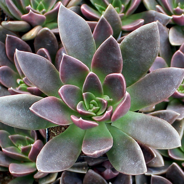 Echeveria 'Serrana'