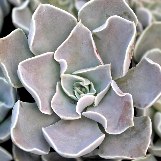 Echeveria strictiflora