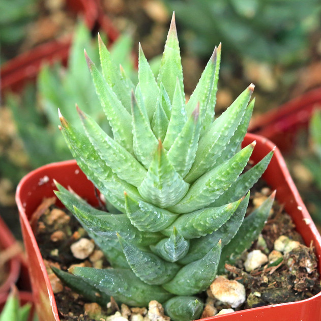 Haworthiopsis glauca var. herrei