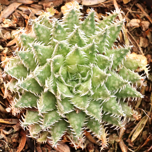 Haworthia herbacea f/ Bosfontein - January