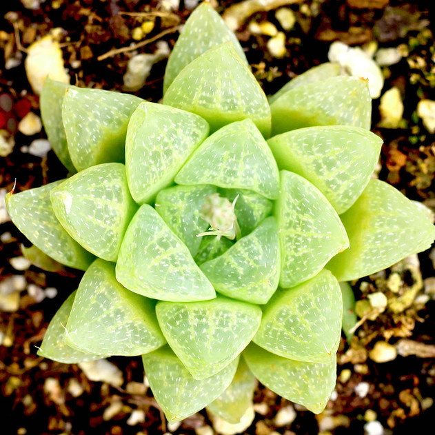Haworthia turgida var. pallidifolia