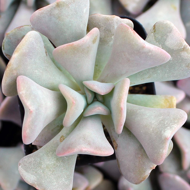 Echeveria 'Cubic Frost'™ - Mountain Crest Gardens