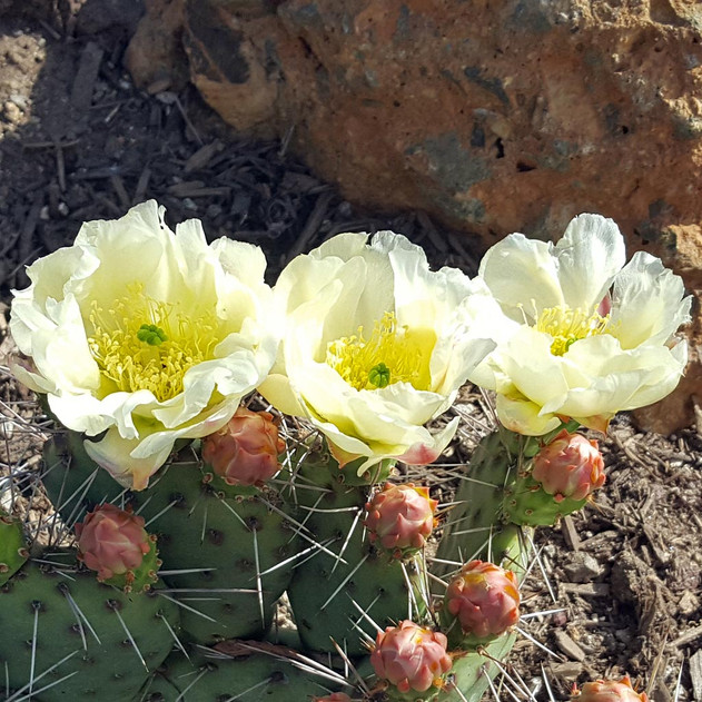 Opuntia rhodantha ‘Snowball’ - Bloom 1