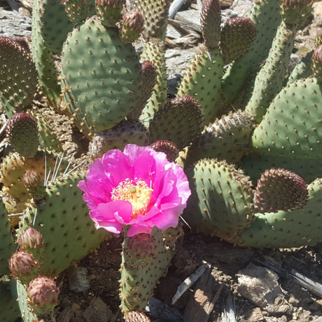 Opuntia utahensis hybrid ‘Sparkles’ - Bloom 1