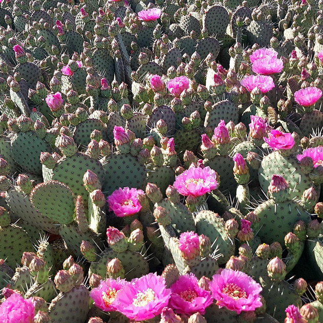 Opuntia utahensis hybrid ‘Sparkles’ - Bloom 3