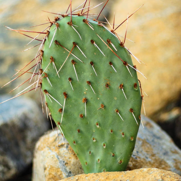 Opuntia 'Desert Skies' Prickly Pear - What You Receive