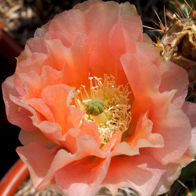 Opuntia rhodantha 'Grand Mesa Peach' - Bloom