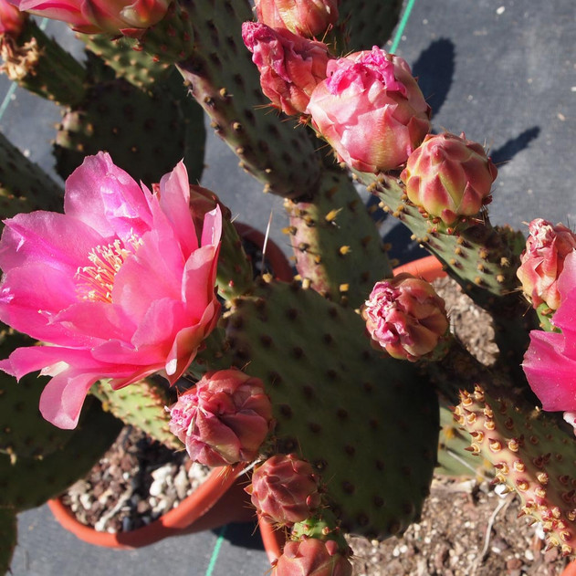 Opuntia ‘Mon Cherry’ - Plant