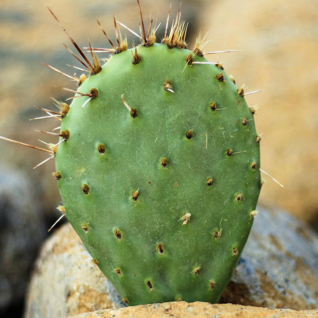 Opuntia 'Orange Tang' - What You Receive