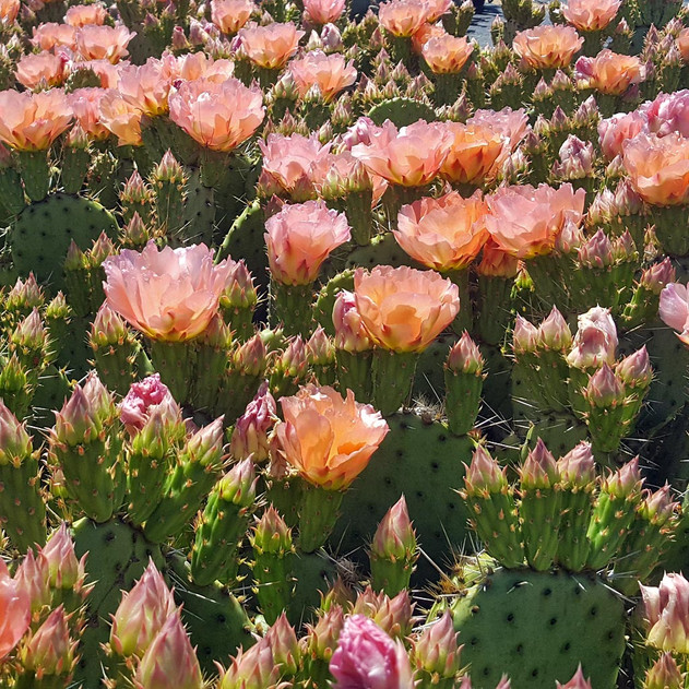 Opuntia 'Orange Tang' - Bloom 2