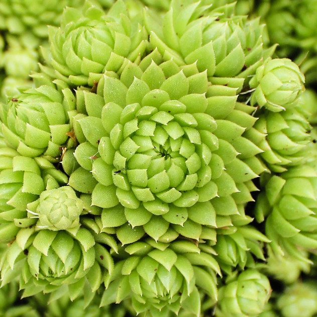 Sempervivum globiferum ssp. allionii