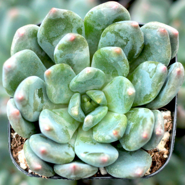 Echeveria 'Blue Wren'