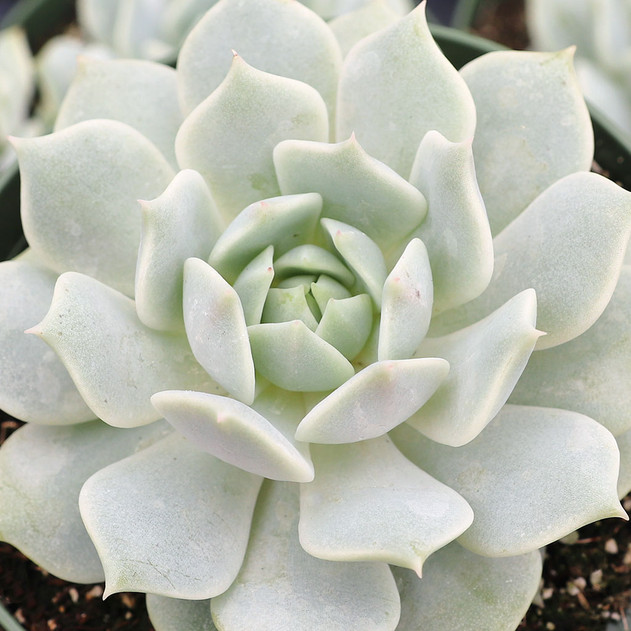 Echeveria 'Fleur Blanc' [large] - May