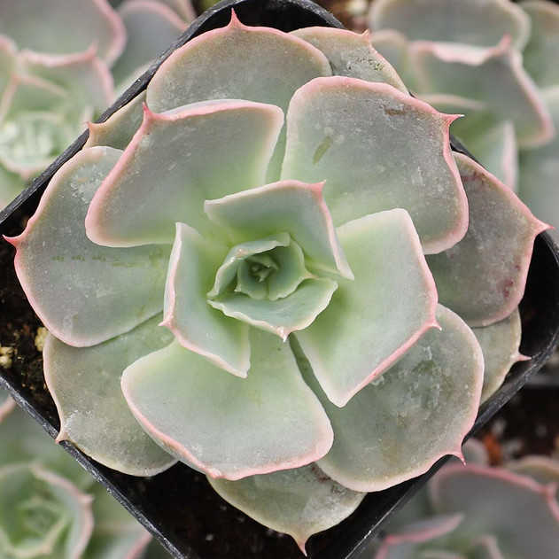 Echeveria 'Water Ripple' - March