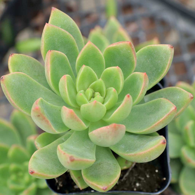 Sedum adolphii 'Lime Gold'