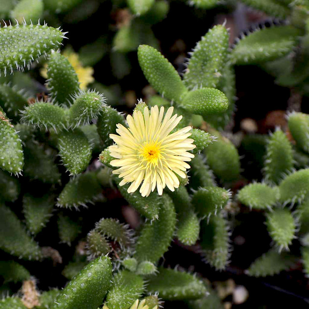 Delosperma echinatum - Pickle Plant Bloom