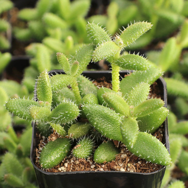 Delosperma echinatum - Pickle Plant - February