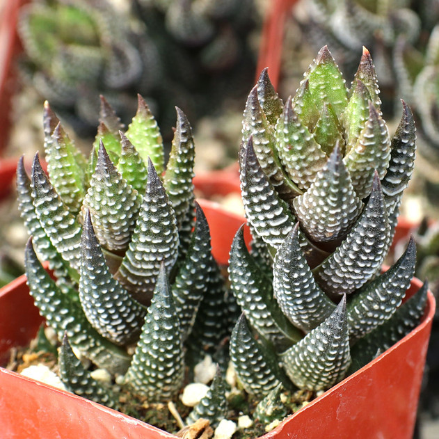 Haworthia coarctata var. adelaidensis