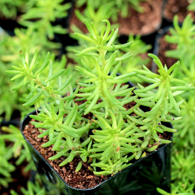 Sedum reflexum 'Lime Selection'