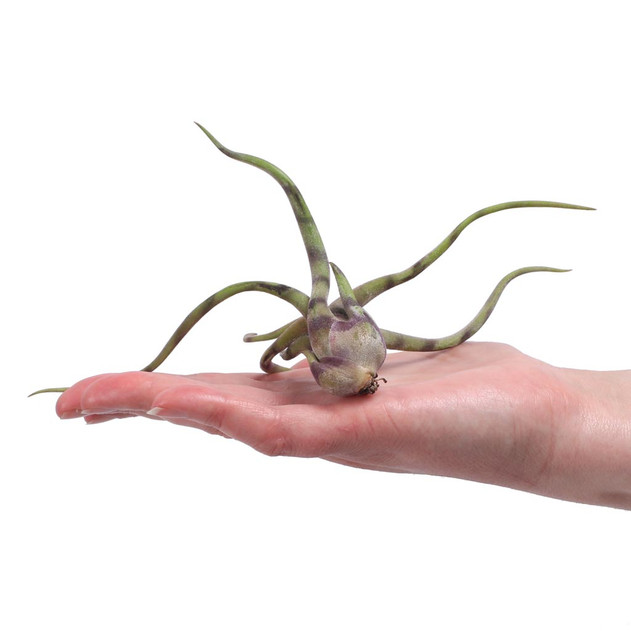Tillandsia caput-medusae (purple striped, enhanced) [4.0-5.0"]