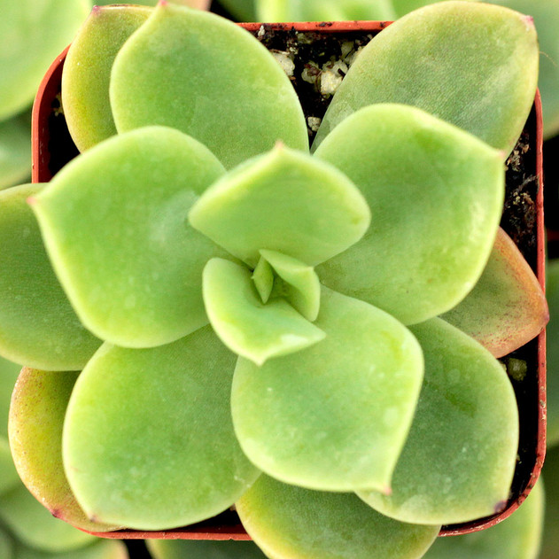 Echeveria 'Tulip'