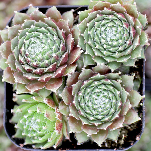 Sempervivum arachnoideum 'Sultan' (Young) - Late Spring