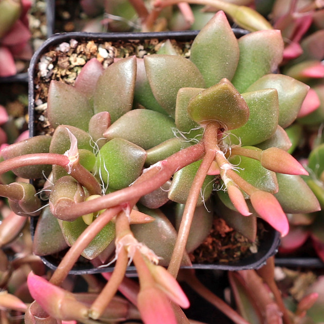 Anacampseros telephiastrum f. variegatum 'Sunrise' - June