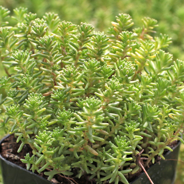 Goldmoss Stonecrop (Sedum acre) 11 Sedum acre - Gold Moss