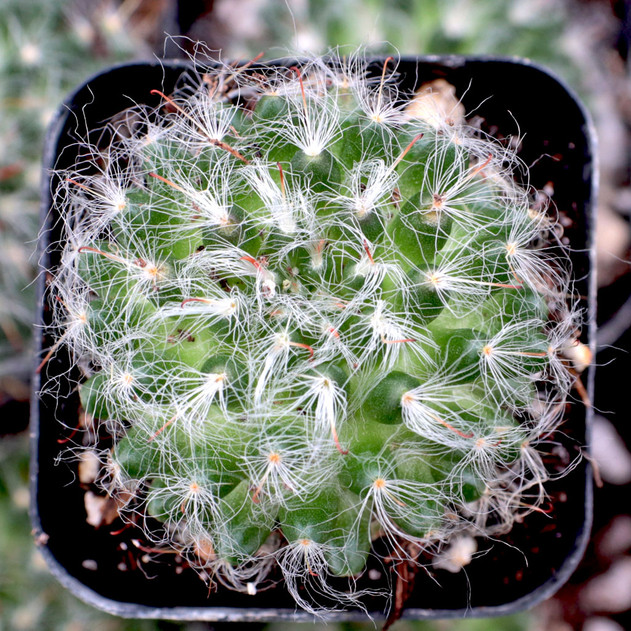 Mammillaria bocasana Powder Puff Cactus Mountain Crest Gardens