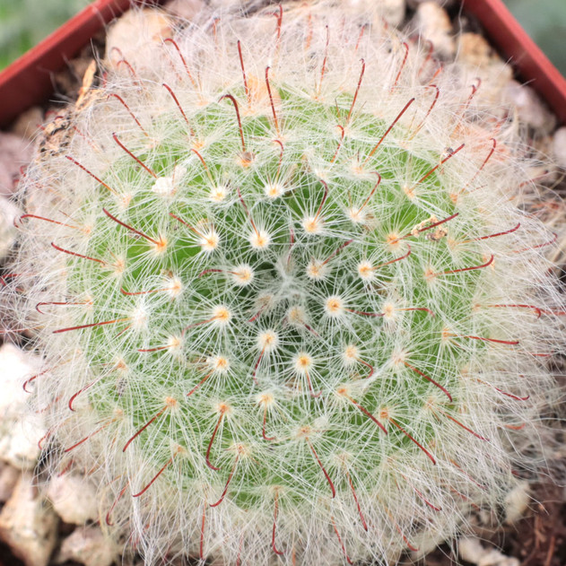 Mammillaria bocasana Powder Puff Cactus Mountain Crest Gardens