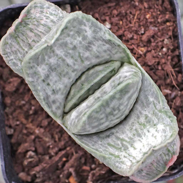 Gasteria brachyphylla var. brachyphylla f. variegata