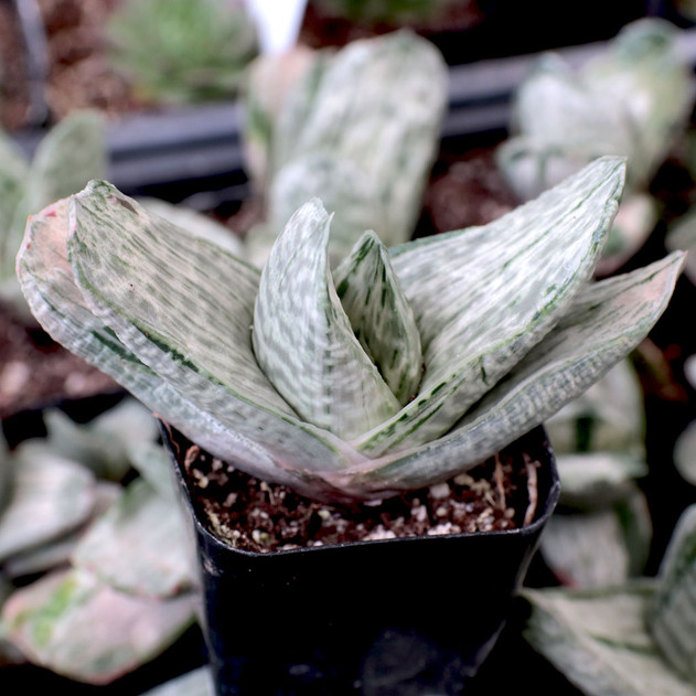 Gasteria brachyphylla var. brachyphylla f. variegata