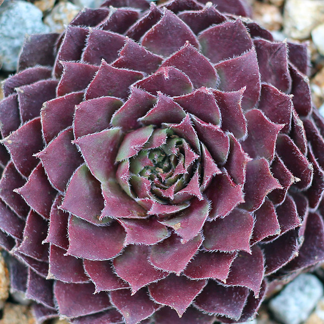 Sempervivum 'Utopian' (Outdoors) - January