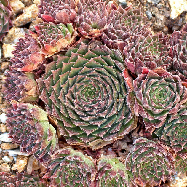 Sempervivum 'Pacific Red Tide' (Outdoors) - November