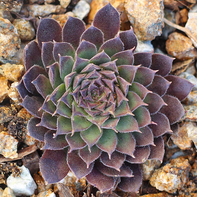 Sempervivum 'Pacific Red Tide' (Outdoors) - January