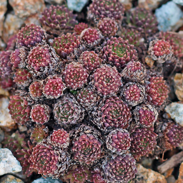 Sempervivum bryoides (Outdoors) - February
