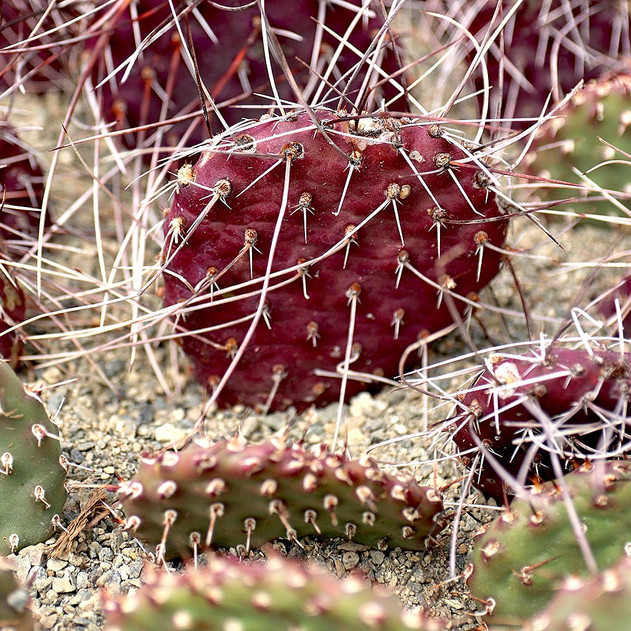 Opuntia 'Dark Knight' - Summer Stress Colors