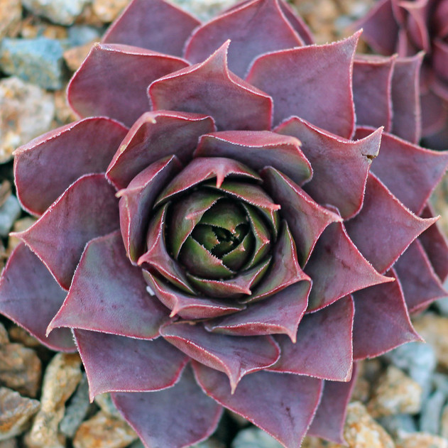 Sempervivum 'Grey Green' (Outdoors) - February