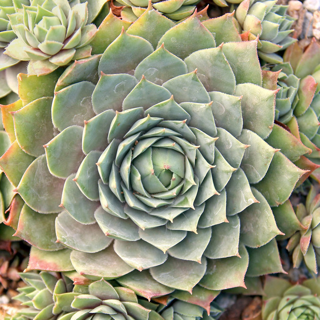 Sempervivum 'Grey Green' (Outdoors) - August