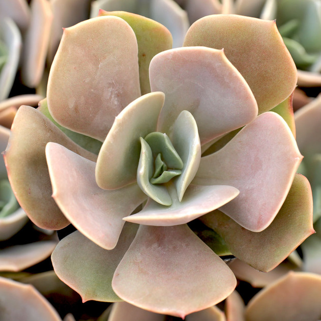 Echeveria 'Lolita' - Summer
