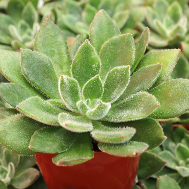 Echeveria setosa var. oteroi - January