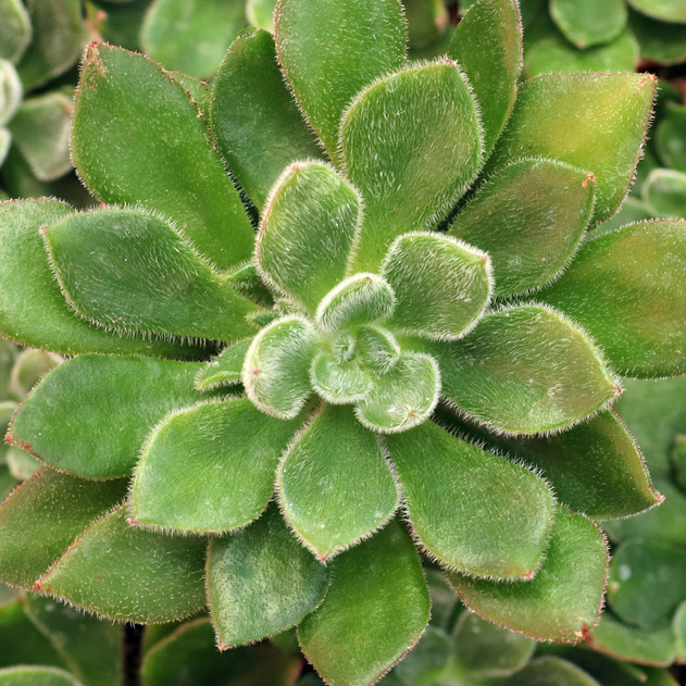 Echeveria setosa var. oteroi - January